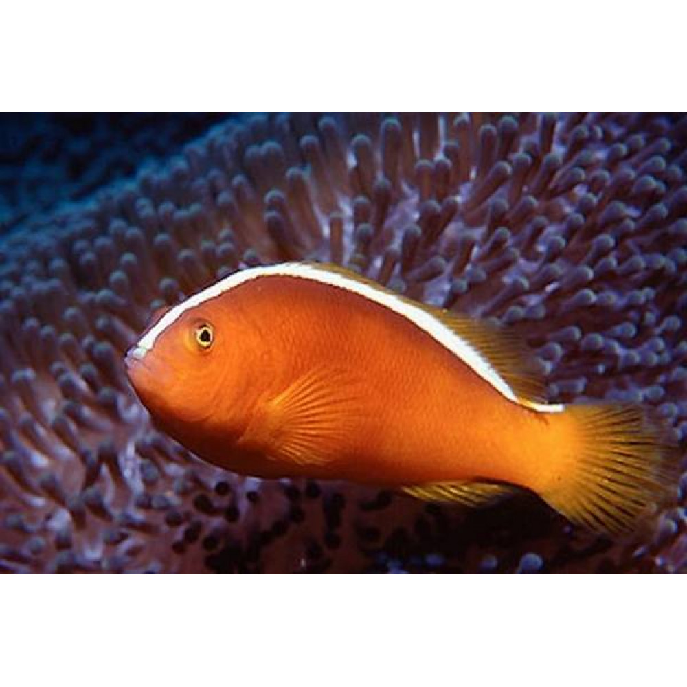 Orange Skunk Clownfish (Amphiprion Sandaracinos)