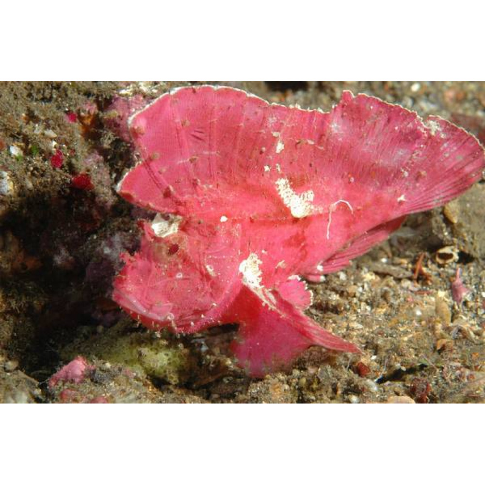 Red Leaf Scorpionfish (Taenianotus Triacanthus)