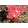 Red Leaf Scorpionfish (Taenianotus Triacanthus)