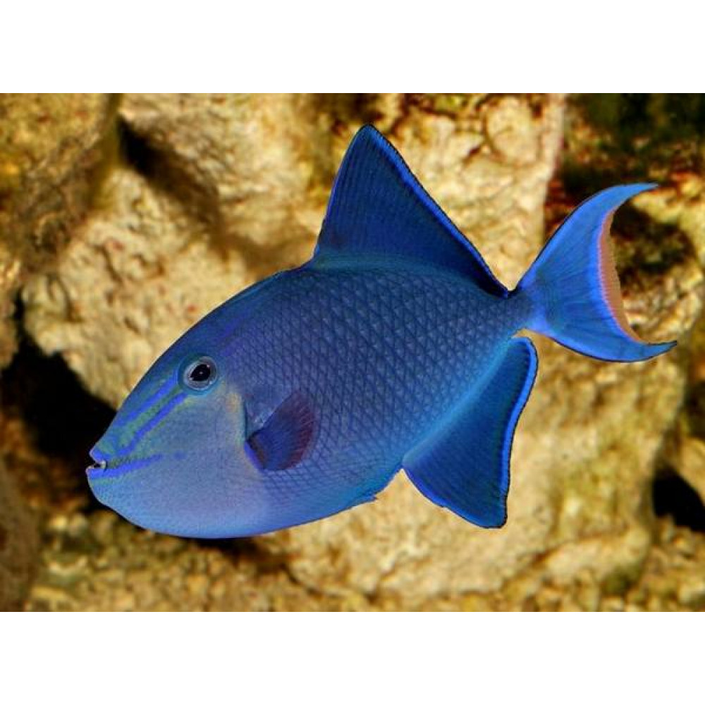 Redtoothed Triggerfish (Odonus Niger)