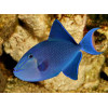 Redtoothed Triggerfish (Odonus Niger)