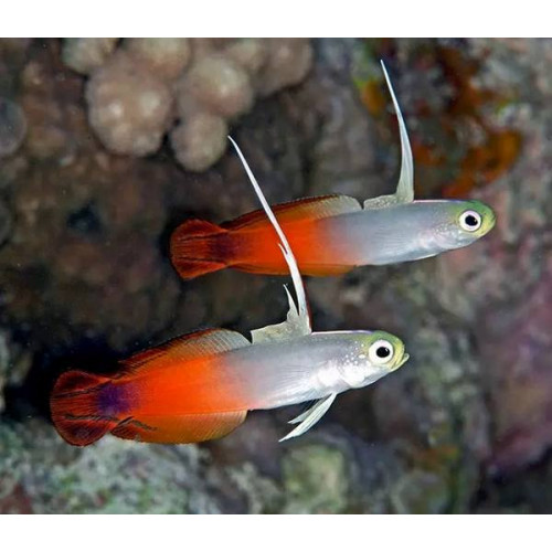 Fire Dartfish (Nemateleotris Magnifica)