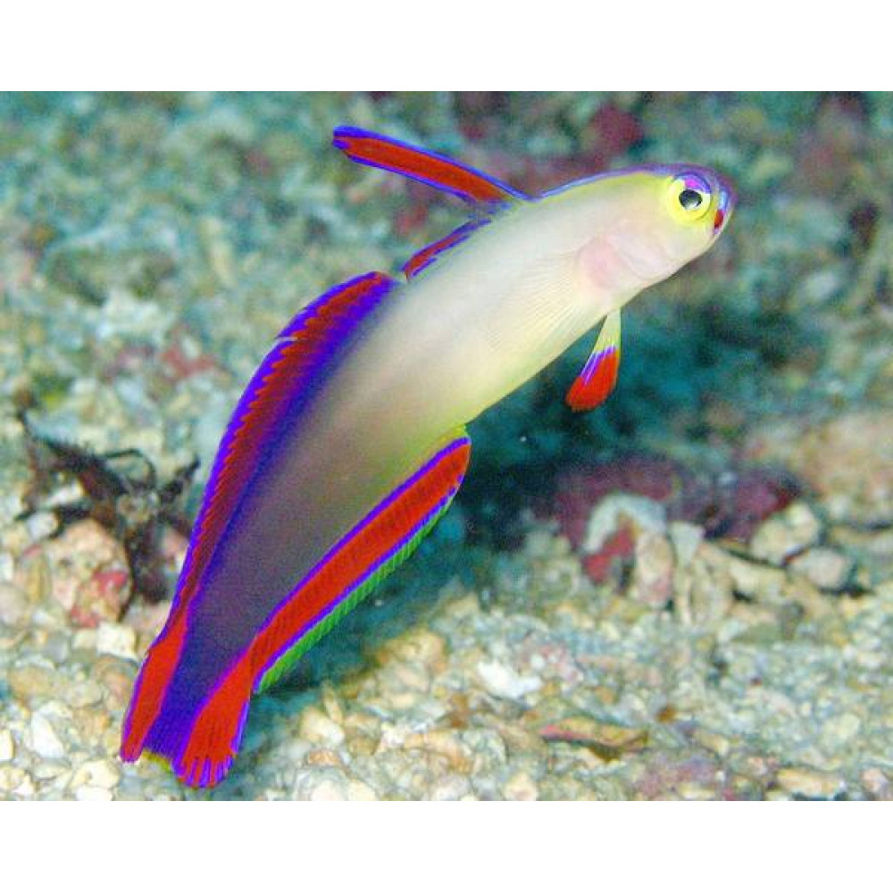 Purple Firefish (Nemateleotris Decora)