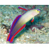 Purple Firefish (Nemateleotris Decora)