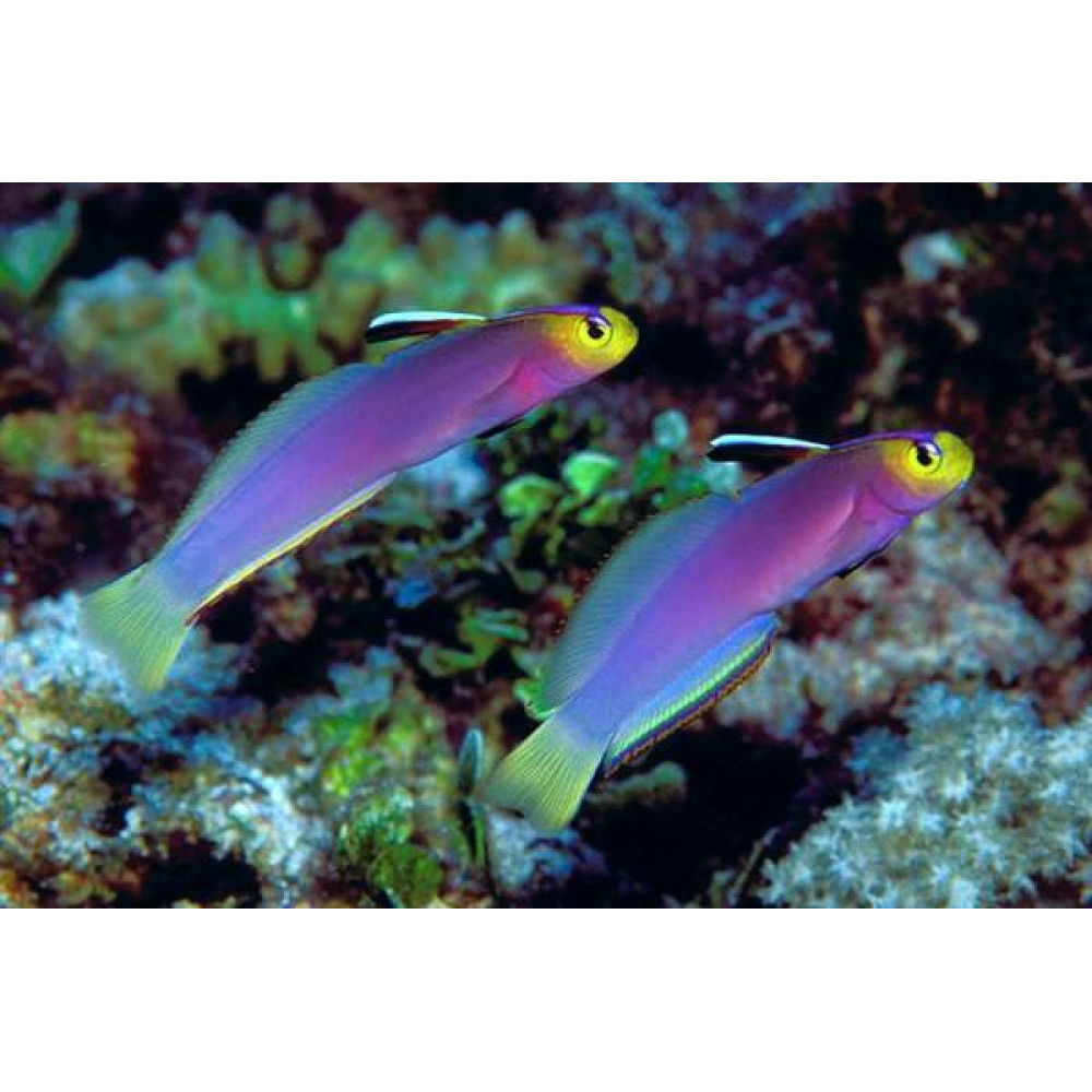Helfrichi Firefish (Nemateleotris Helfrichi)