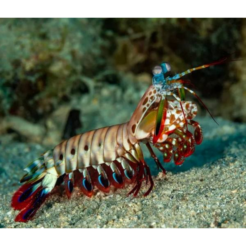 Peacock Mantis Shrimp (Odontodactylus Scyllarus)