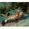 Peacock Mantis Shrimp (Odontodactylus Scyllarus)