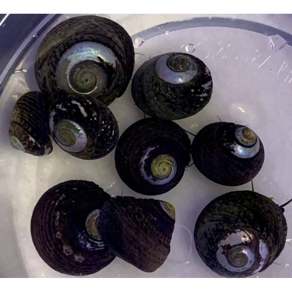 Black Margarita Snail (Margarites Pupillus) 