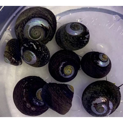 Black Margarita Snail (Margarites Pupillus)