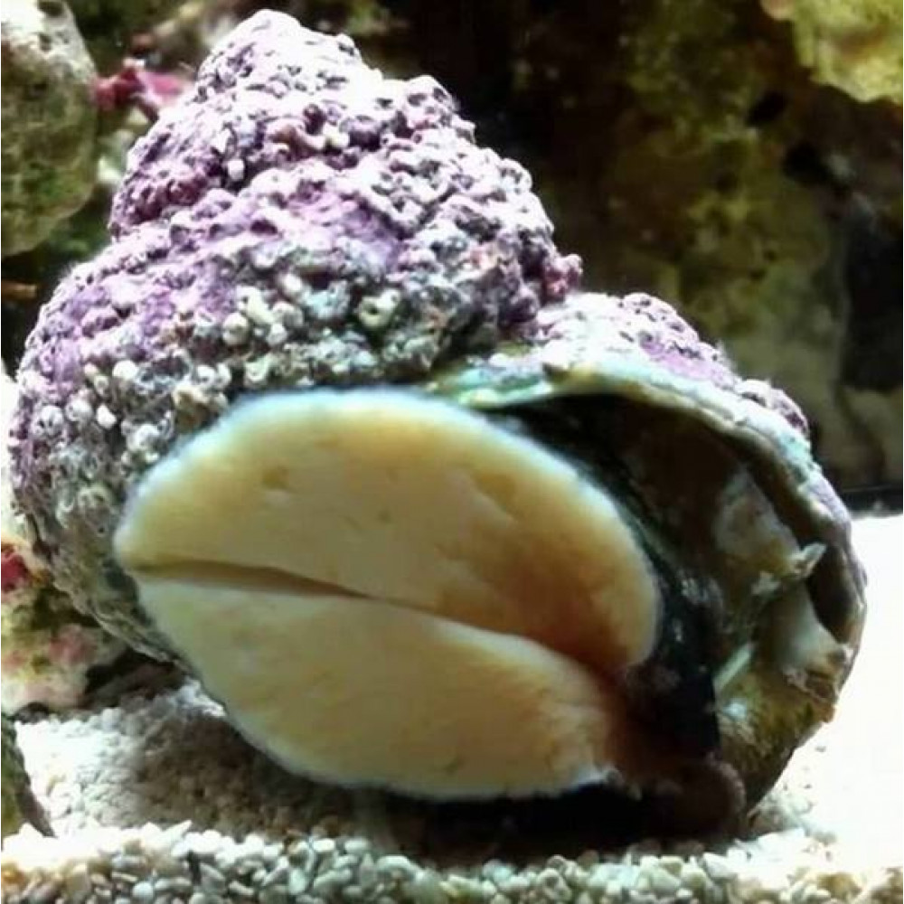 Turbo Snail (Turbo Fluctuosa)