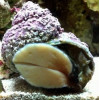 Turbo Snail (Turbo Fluctuosa)