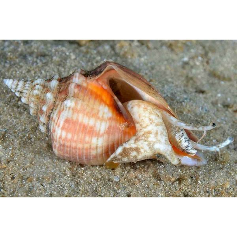 Fighting Conch (Strombus spp.) 