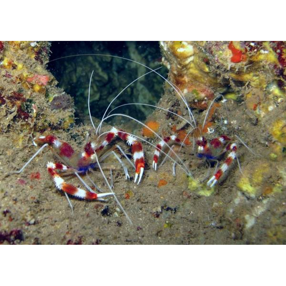 Banded Coral Shrimp (Stenopus Hispidus)