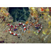 Banded Coral Shrimp (Stenopus Hispidus)