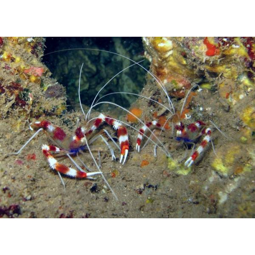 Banded Coral Shrimp (Stenopus Hispidus)