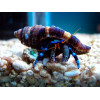 Electric Blue Hermit Crab (Calcinus Elegans)
