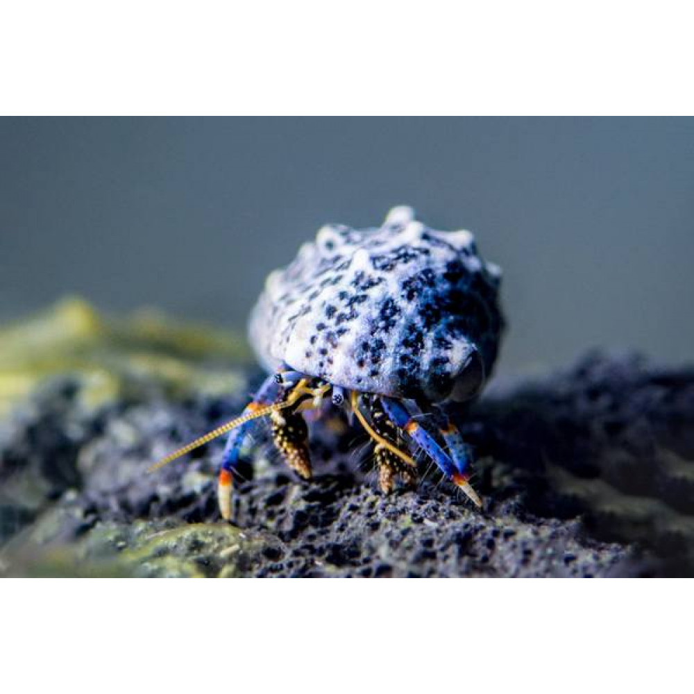 Blue Leg Hermit Crab (Clibanarius Tricolor)