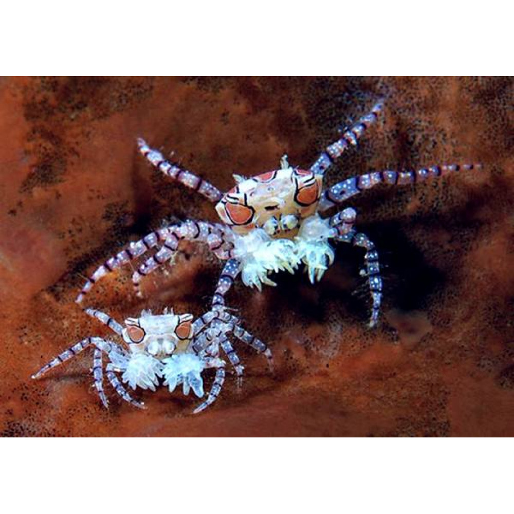 Pom Pom Crab (Lybia sp.) 