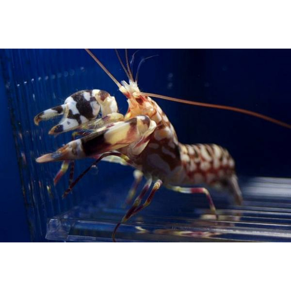 Tiger Pistol Shrimp (Alpheus Bellulus)