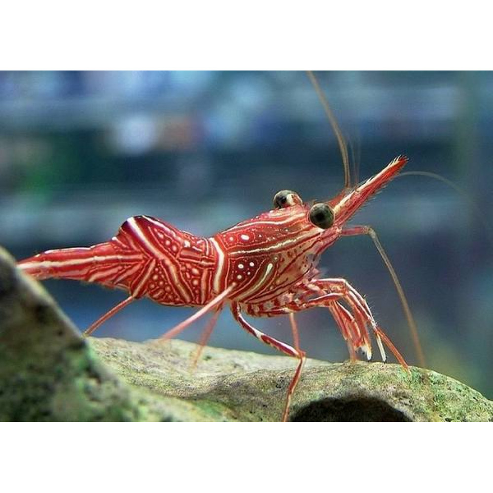 Camel Shrimp (Rhynchocinetes Durbanensis)