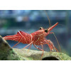 Camel Shrimp (Rhynchocinetes Durbanensis)