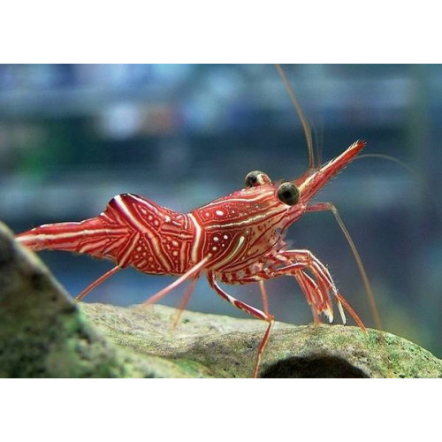 Camel Shrimp (Rhynchocinetes Durbanensis)
