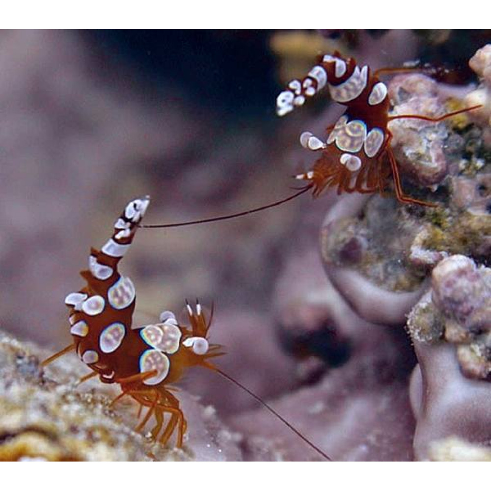 Sexy Anemone Shrimp (Thor Amboinensis) 
