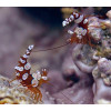Sexy Anemone Shrimp (Thor Amboinensis)