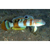 Tiger Watchman Goby (Valenciennea Wardii)