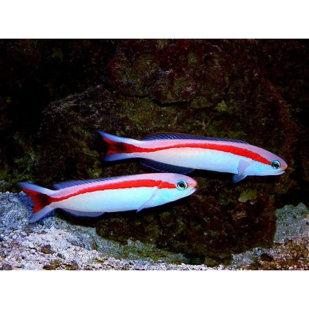 Skunk Tilefish (Hoplolatilus Marcosi)