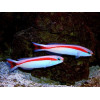 Skunk Tilefish (Hoplolatilus Marcosi)