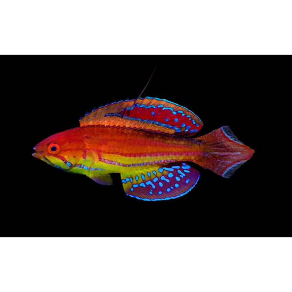 Diamond Tail Flasher Wrasse (Paracheilinus Attenuatus) Male
