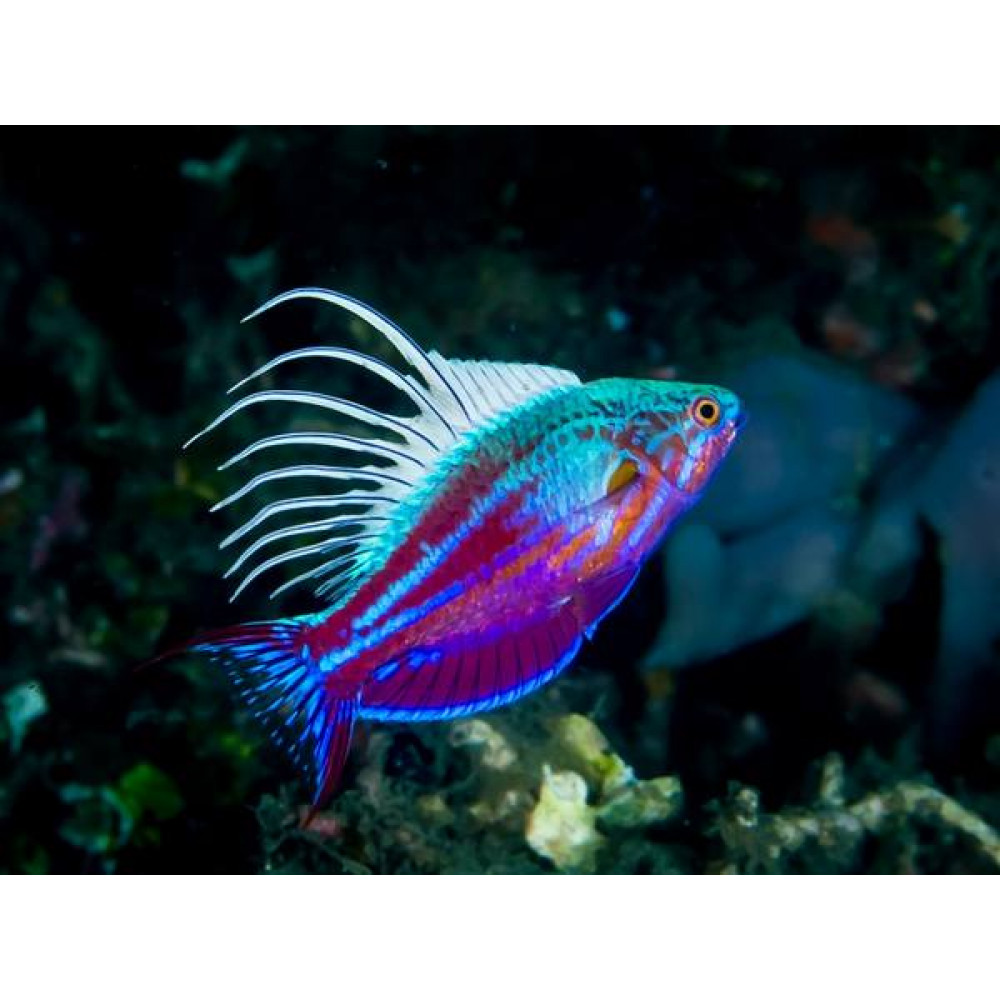 Blue Flasher Wrasse (Paracheilinus Cyaneus) Male
