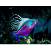 Blue Flasher Wrasse (Paracheilinus Cyaneus)