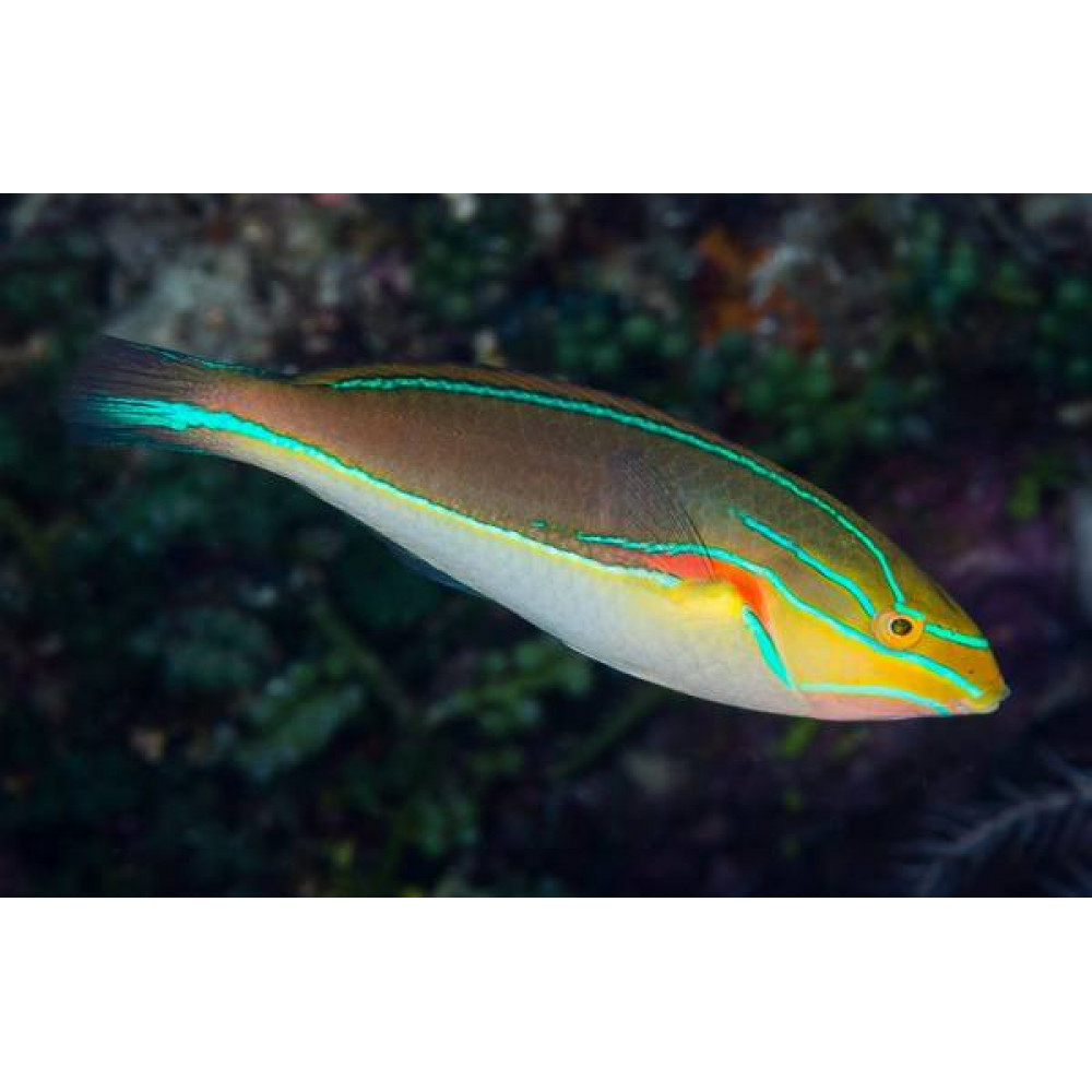 Red Shoulder Wrasse (Stethojulis Bandanensis)