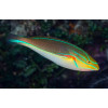 Red Shoulder Wrasse (Stethojulis Bandanensis)