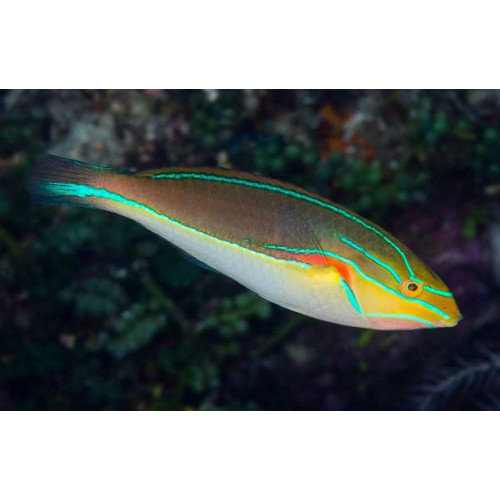Red Shoulder Wrasse (Stethojulis Bandanensis)