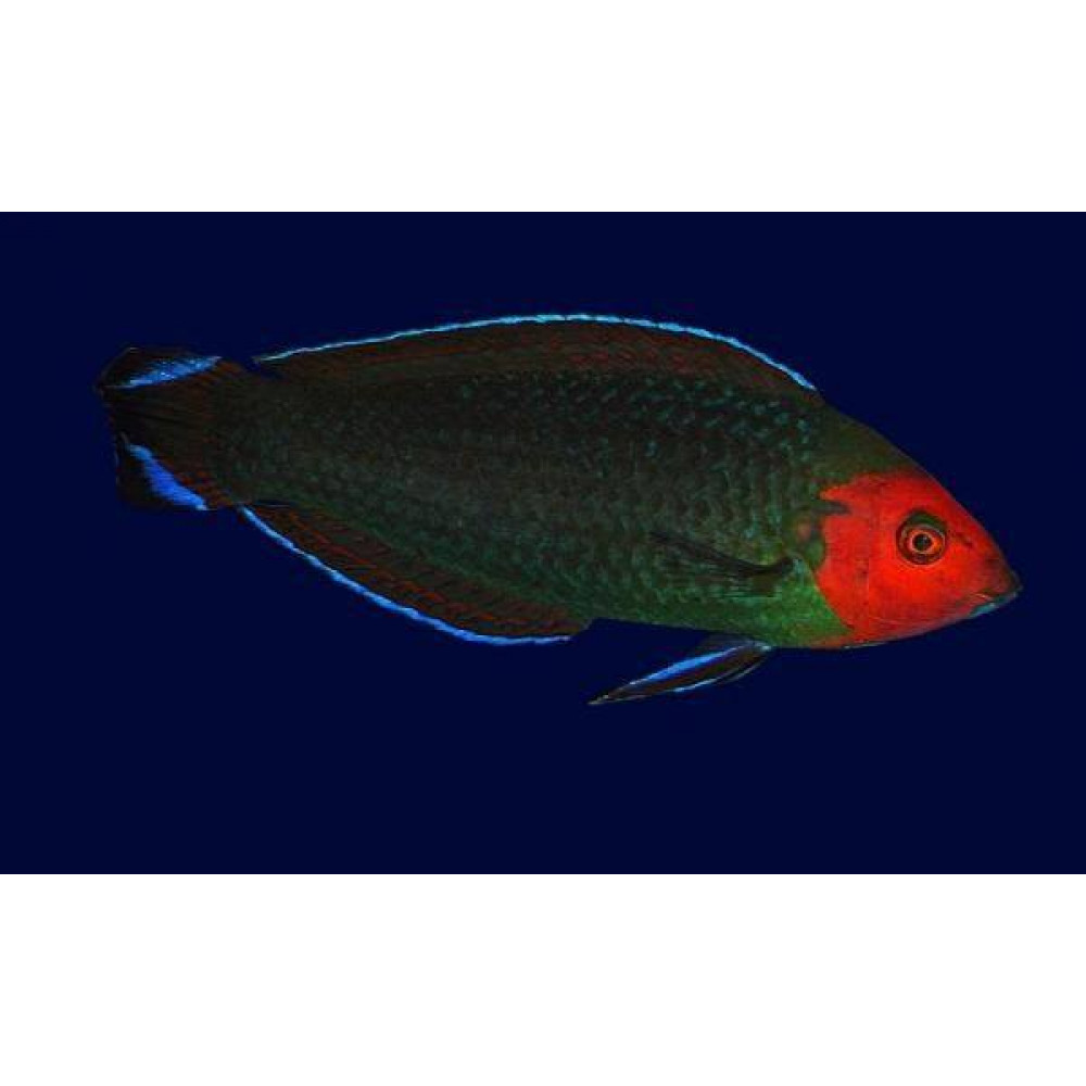 Red Head Wrasse (Halichoeres Rubricephalus)