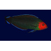 Red Head Wrasse (Halichoeres Rubricephalus)