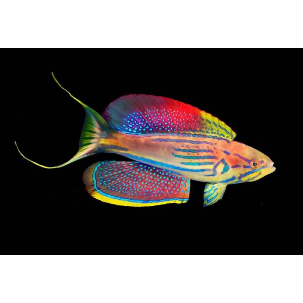 Madagascar Flasher Wrasse (Paracheilinus Hemitaeniatus) Male