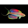 Madagascar Flasher Wrasse (Paracheilinus Hemitaeniatus)