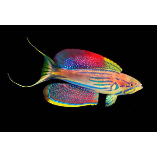 Madagascar Flasher Wrasse (Paracheilinus Hemitaeniatus)