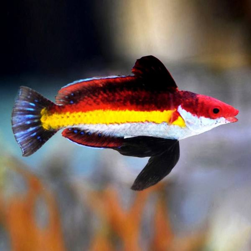 Naoko’s Fairy Wrasse (Cirrhilabrus Naokoae)