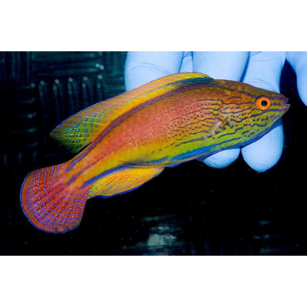 Lineatus Fairy Wrasse (Cirrhilabrus Lineatus) Male