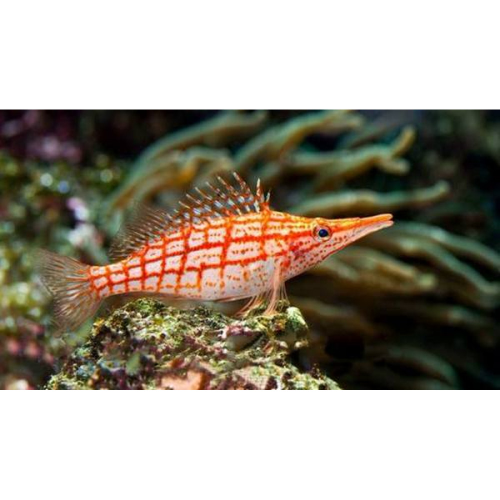 Longnose Hawkfish (Oxycirrhites Typus)