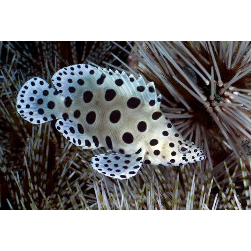 Panther Grouper (Cromileptes Altivelis)