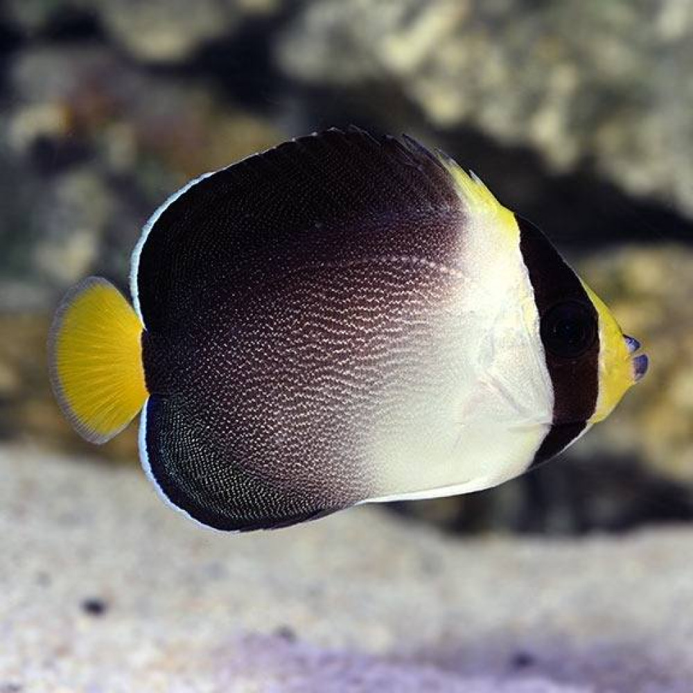 Singapore Angelfish (Chaetodontoplus Mesoleucus)