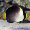 Singapore Angelfish (Chaetodontoplus Mesoleucus)
