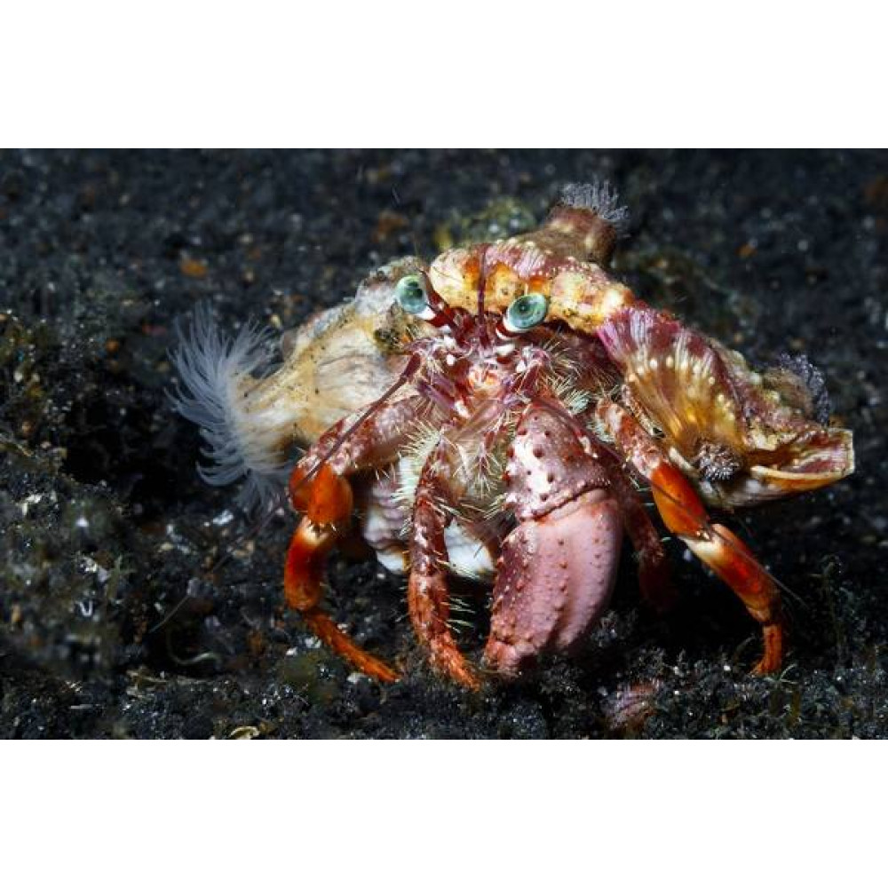 Anemone Hermit Crab (Dardanus Pedunculatus)