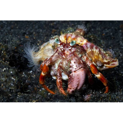 Anemone Hermit Crab (Dardanus Pedunculatus)